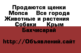 Продаются щенки Мопса. - Все города Животные и растения » Собаки   . Крым,Бахчисарай